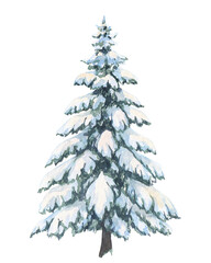Watercolor snow-covered evergreen tree, winter season
