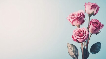 Fototapeta premium Beautiful pink roses arranged on a pale blue background