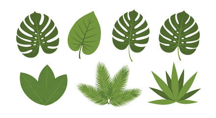 Obraz premium Collection of various green tropical leaves and plants with white background.