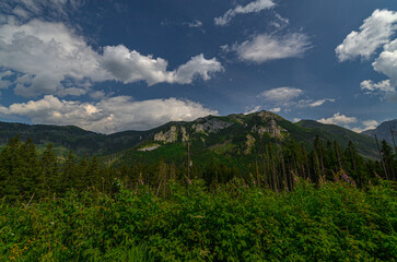 Obraz premium Beautiful summer landscape of the Polish Tatra Mountains with lush green forests, rolling hills, and clear blue skies. The scene captures the untouched beauty of nature and the peaceful atmosphere of 