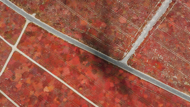 Aerial view of road and vibrant red blueberry fields in fall