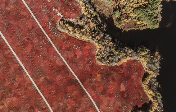 looking down at red foliage of blueberry field in fall next to lake.
