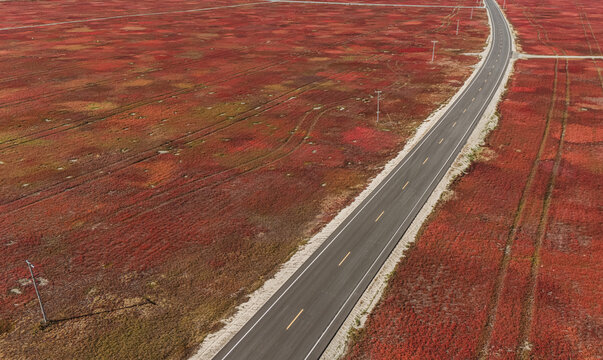 Paved road passes through field of wild blueberries in fall.