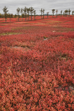 Red leaves of cultivated blueberries, Washington County, Maine