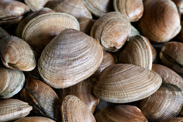 北海道産活あさり