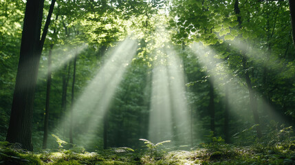 Obraz premium Natural light beams shining through lush green trees in serene forest