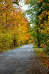 Asphalt road winding through a forest with trees in beautiful autumn colors of red, orange, and yellow, creating a peaceful seasonal landscape.