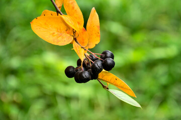 Black chokeberry berries and leaves