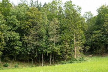Lush Evergreen Foliage of Coniferous Trees in a Forest