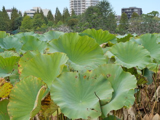 枯れてきた蓮の葉