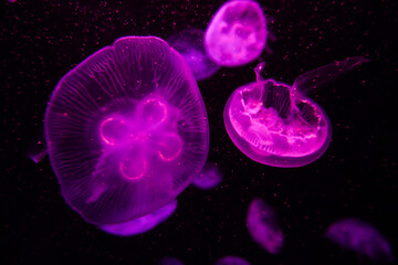 Moon jellyfish, aquatic animals in the sea
