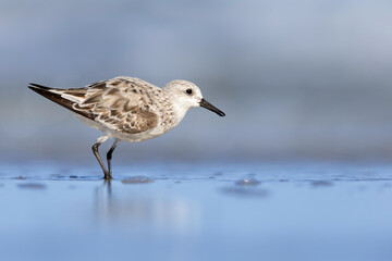 A sanderling (Calidris alba) foraging on the beach.