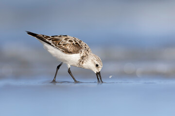 A sanderling (Calidris alba) foraging on the beach.