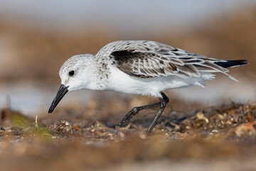A sanderling (Calidris alba) foraging on the beach.