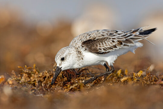 A sanderling (Calidris alba) foraging on the beach. - Powered by Adobe
