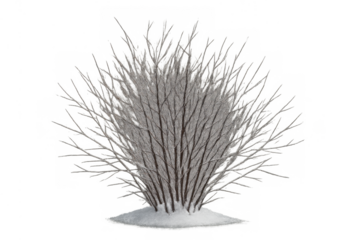 Winter bush with bare branches covered in snow, standing in a small mound of snow, transparent background