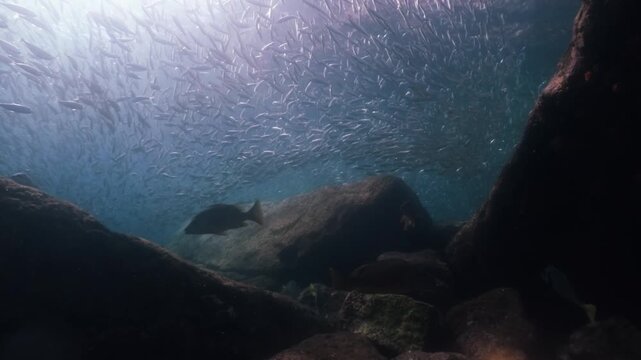 A massive school of sardines glistening under the sunlight, moving together in perfect harmony like waves beneath the ocean surface, cinematic slow motion high resolution