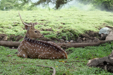 Spotted Deer Resting on Green Meadow under Tree Shade