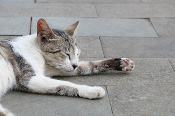 Stray Cat Sleeping Peacefully on Stone Pavement in Daylight