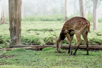 Spotted Deer Grazing Peacefully in the Forest