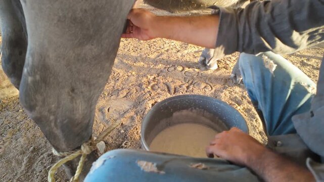 Close-up of a farmer's rough hands utilizing traditional methods to manually milk a gray water buffalo, representing rural labor and sustainable farming.