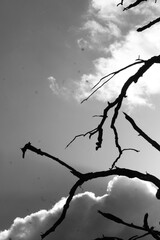 Black and white tree branches aganinst gloomy sky