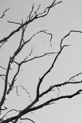 Black and white tree branches aganinst gloomy sky