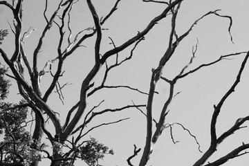 Black and white tree branches aganinst gloomy sky