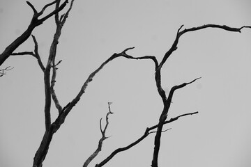 Black and white tree branches aganinst gloomy sky