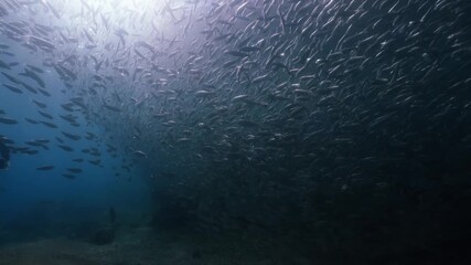 A massive school of sardines glistening under the sunlight, moving together in perfect harmony like waves beneath the ocean surface, cinematic slow motion high resolution