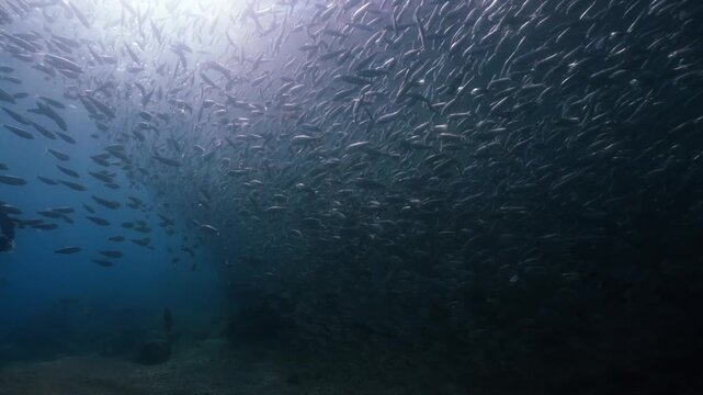 A massive school of sardines glistening under the sunlight, moving together in perfect harmony like waves beneath the ocean surface, cinematic slow motion high resolution