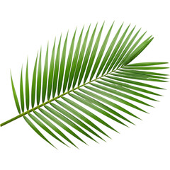Obraz premium Vibrant green tropical palm frond, a symbol of summer and exotic nature
