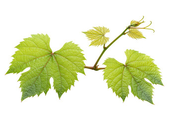 Fototapeta premium Fresh, vibrant green grapevine leaves and delicate vine branch, tendrils, isolated on transparent background, soft studio light, macro shot, sharp focus, natural freshness and viticulture concept