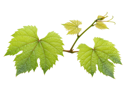 Fresh, vibrant green grapevine leaves and delicate vine branch, tendrils, isolated on transparent background, soft studio light, macro shot, sharp focus, natural freshness and viticulture concept