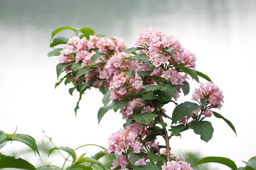 植物　ピンクの花