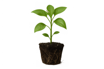Young green plant seedling showing root system with soil block, growing and thriving, transparent background concept