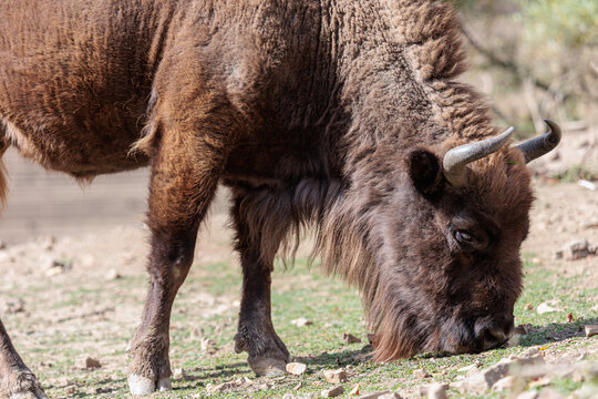 Close-up of a European bison feeding on green shoots. Bison bonasus. Anciles Valley, Cantabrian Mountains, Riaño, León, Spain.