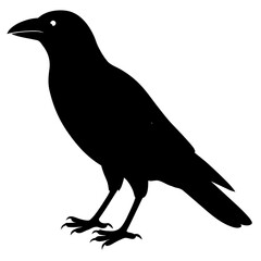 Black silhouette of a crow standing on a white background