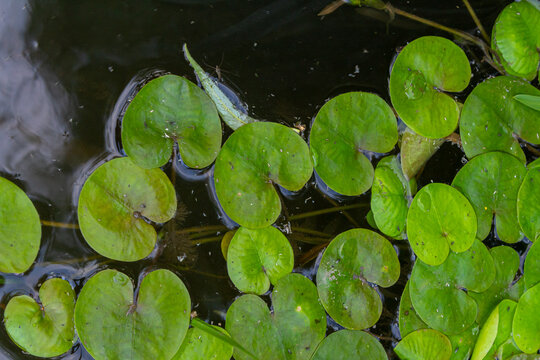 Hydrocharis morsus-ranae, frogbit, is a flowering plant belonging to the genus Hydrocharis in the family Hydrocharitaceae. It is a small floating plant resembling a small water lily