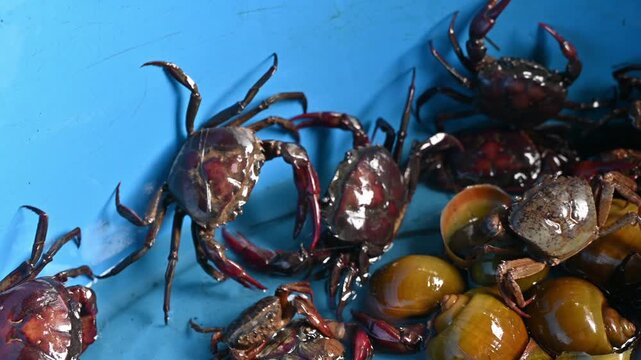 Rice field crabs fighting in bucket after catching by farmer. Rice farmers in Thailand often consider Poo Naa as a pest because they live in the fields and eat young rice.