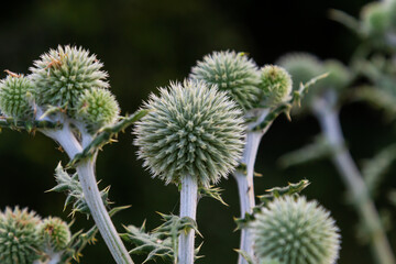 In the wild, the honey plant echinops sphaerocephalus blooms