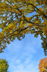 Natural frame from autumn tree  branches with colorful yellow ,orange , green leaves against blue sky background . Fall season ,natural landscape. 