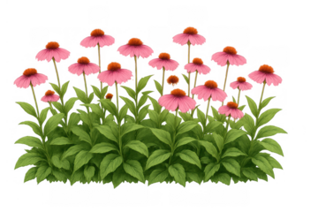 Pink coneflower plants growing on a transparent background, echinacea herbal flowers in full bloom