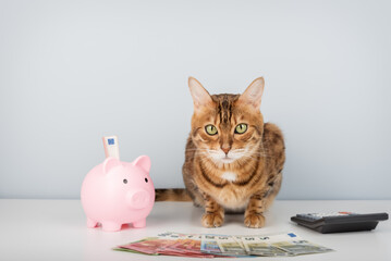 Bengal cat with piggy bank, calculator and money on minimalistic background