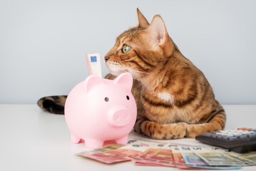 Bengal cat with piggy bank, calculator and money on minimalistic background