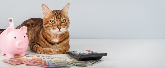 Bengal cat with piggy bank, calculator and money on minimalistic background