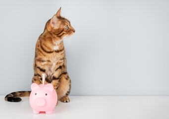 Bengal cat with a pink piggy bank on a minimalist background
