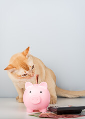 Burmese cat with piggy bank, calculator and money on minimalist background