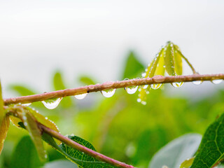 雨上がりの植物の水滴をマクロで撮影