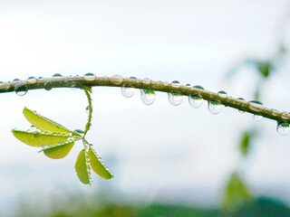 雨上がりの植物の水滴をマクロで撮影
